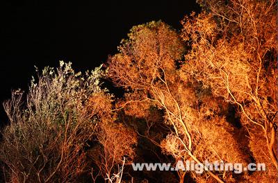 照树星空在线注册,星空(中国)夜景效果